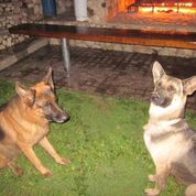 The Oldham German Shepard security force – Best Places In The World To Retire – International Living